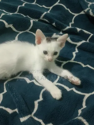 1-3 Months Male Mixed Breed Bengal