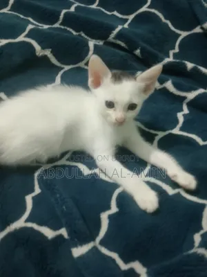 1-3 Months Male Mixed Breed Bengal