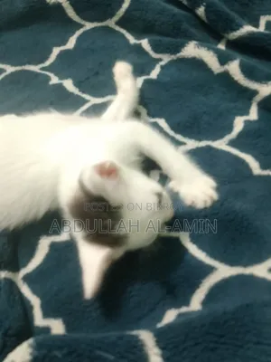 1-3 Months Male Mixed Breed Bengal