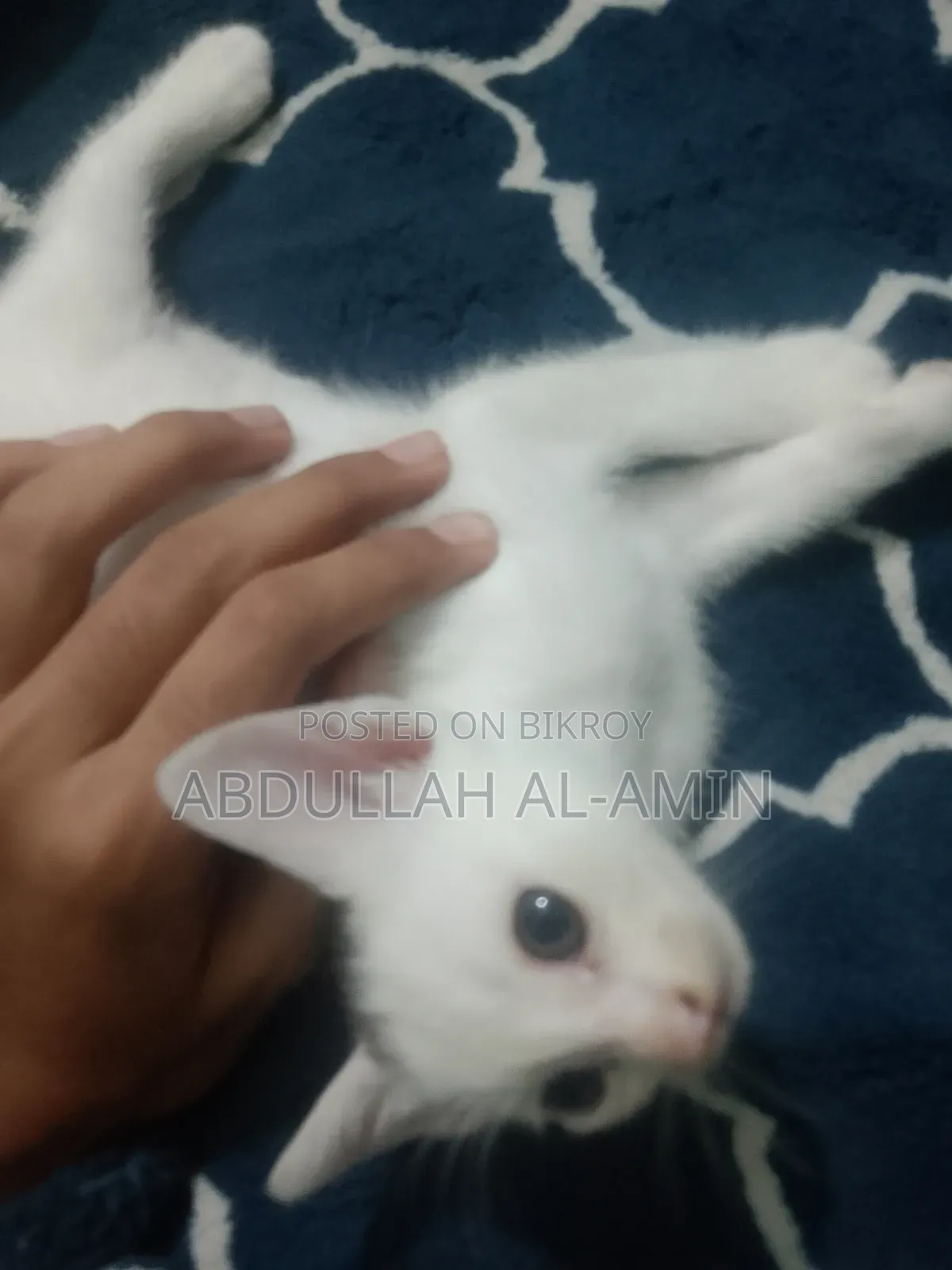 1-3 Months Male Mixed Breed Bengal