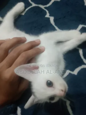 1-3 Months Male Mixed Breed Bengal