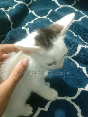 1-3 Months Male Mixed Breed Bengal