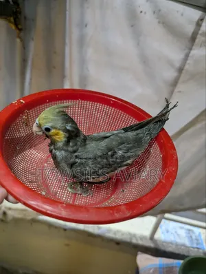 Cockatiel Tame Size Baby