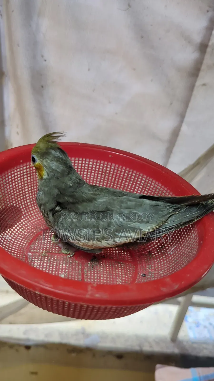 Cockatiel Tame Size Baby