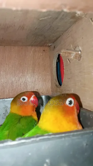 Love Birds for Sale