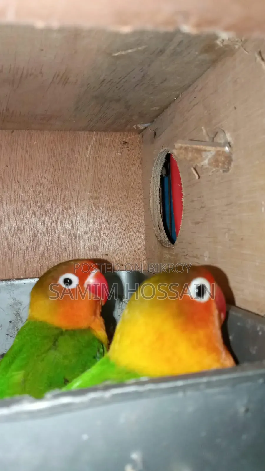 Love Birds for Sale