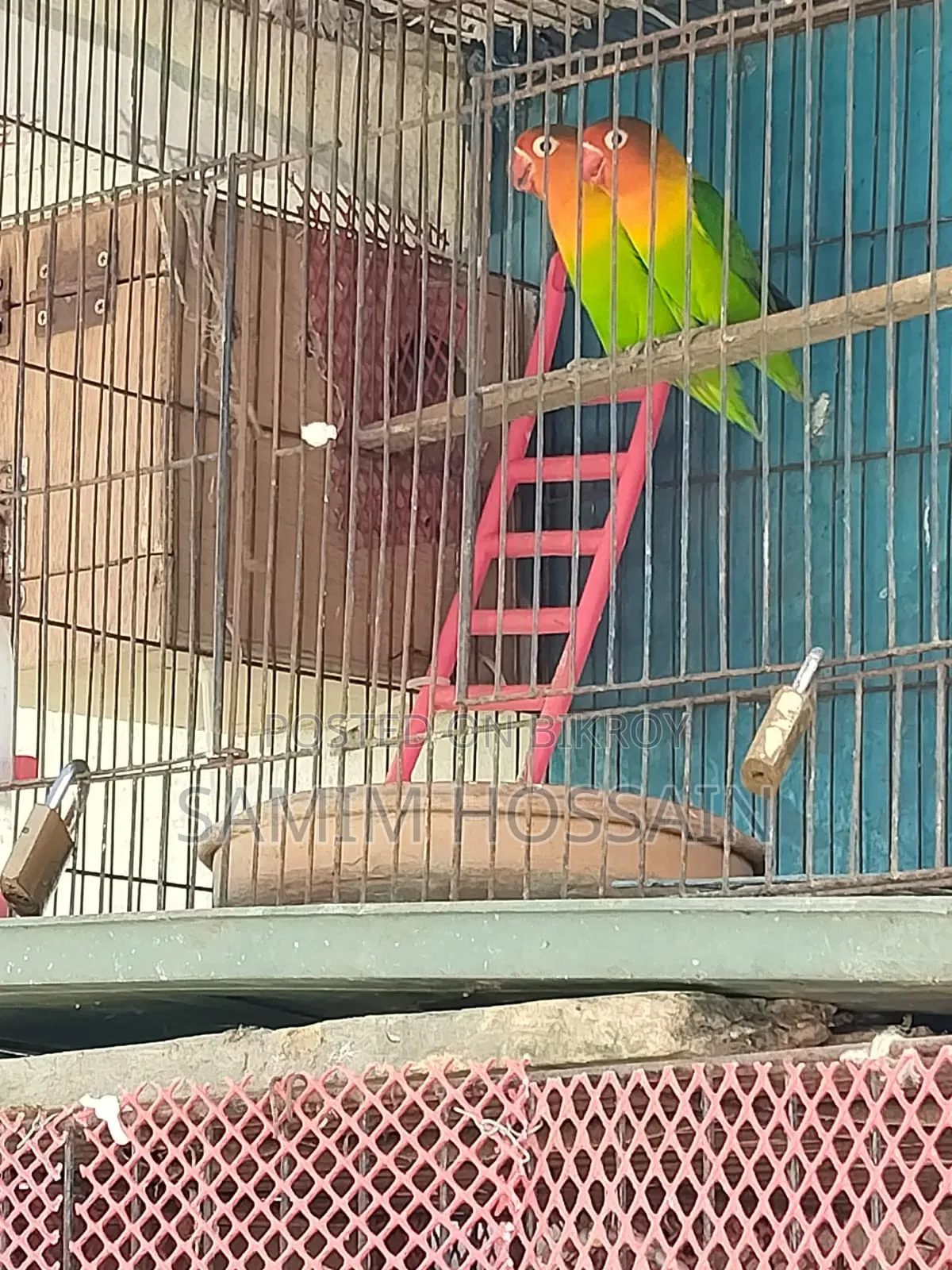 Love Birds for Sale