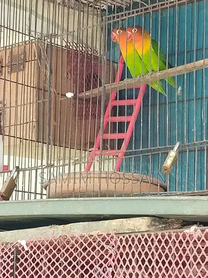 Love Birds for Sale
