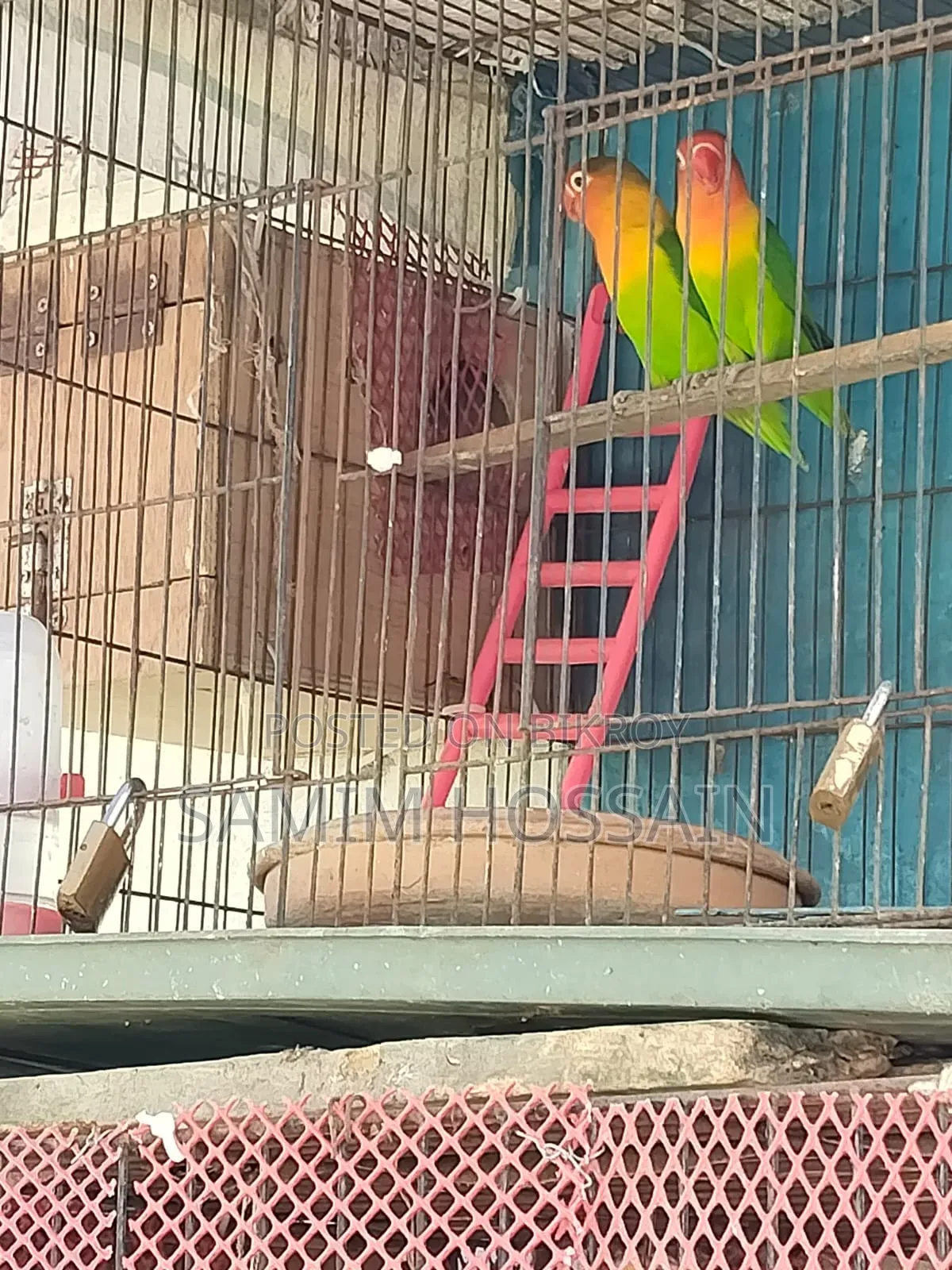 Love Birds for Sale