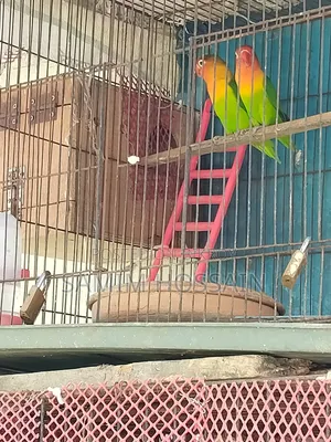 Love Birds for Sale
