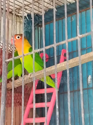 Love Birds for Sale