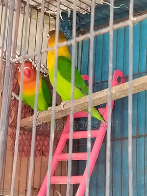 Love Birds for Sale