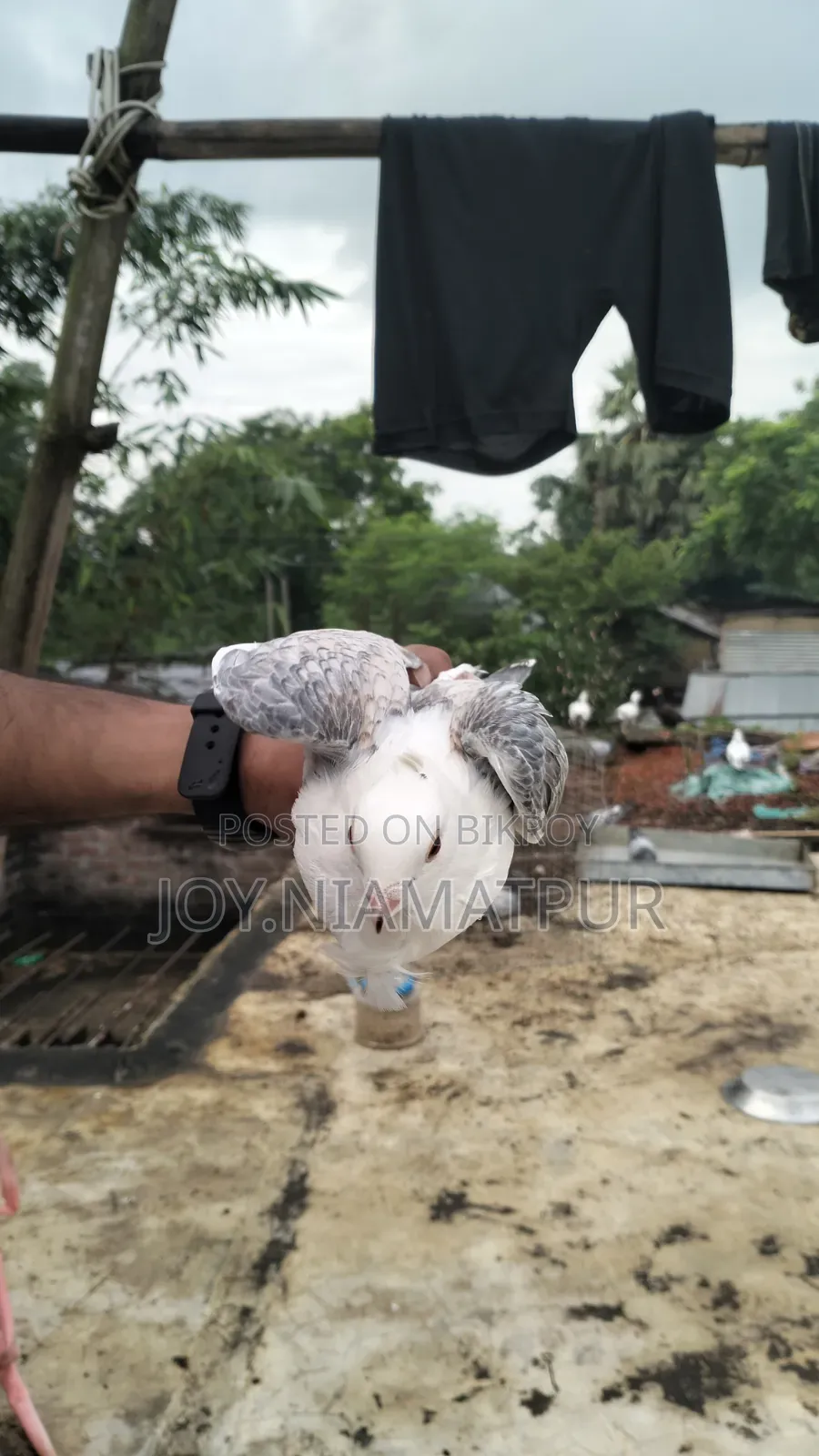 Jharna Satin Pigeon for sale
