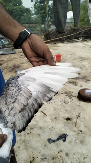 Jharna Satin Pigeon for sale