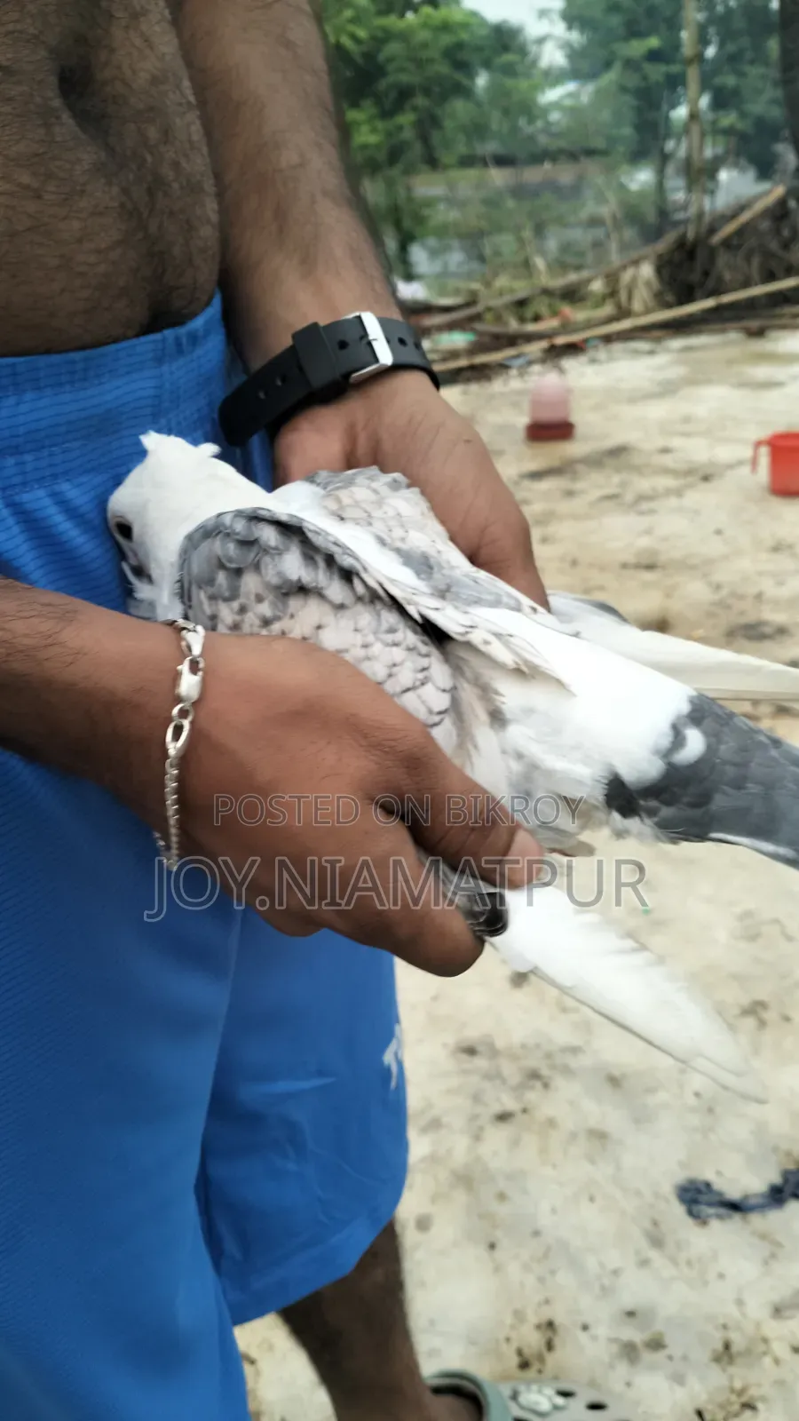 Jharna Satin Pigeon for sale