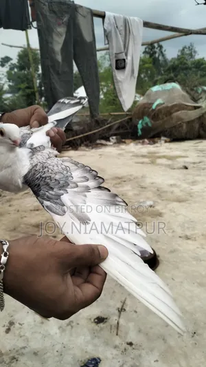 Jharna Satin Pigeon for sale