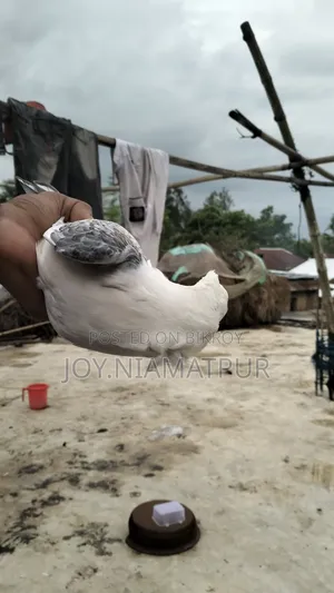 Jharna Satin Pigeon for sale