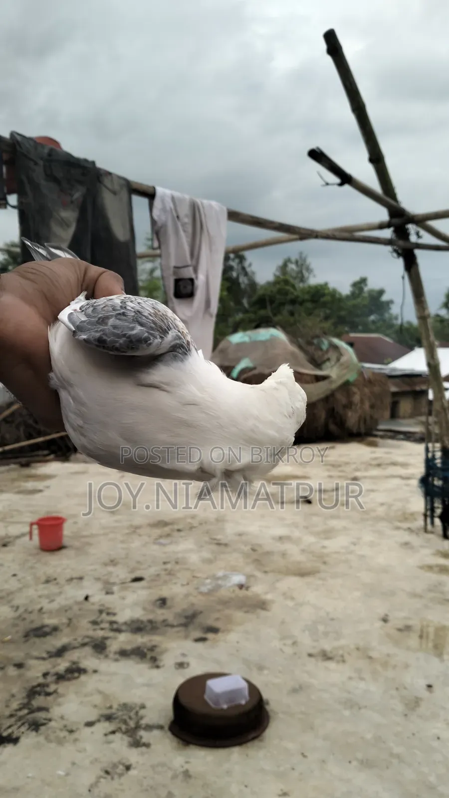 Jharna Satin Pigeon for sale