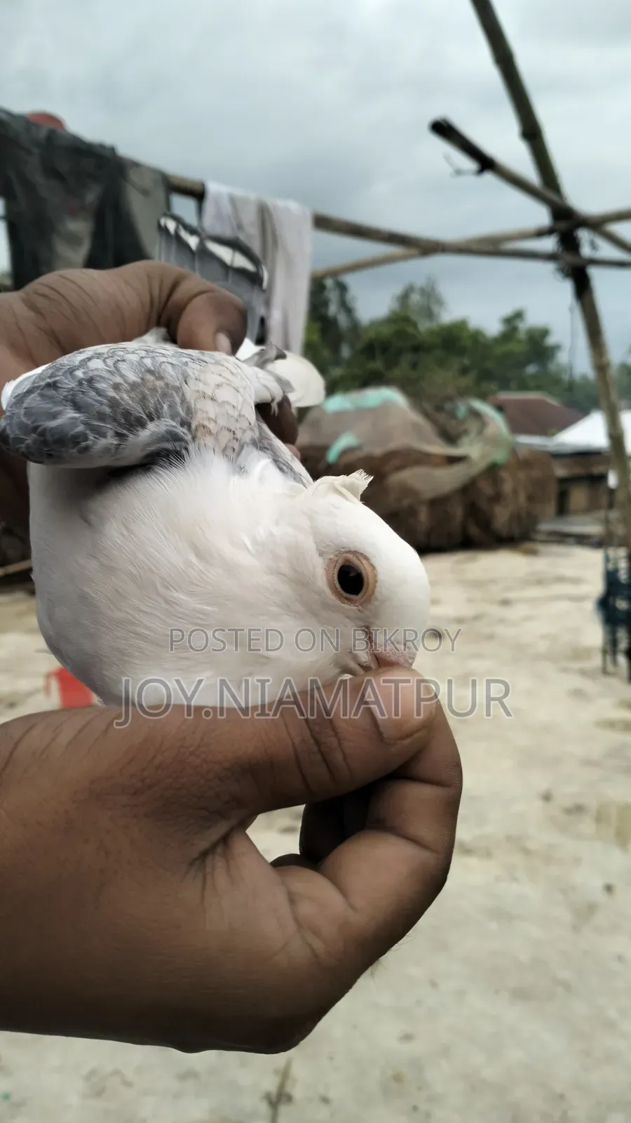 Jharna Satin Pigeon for sale