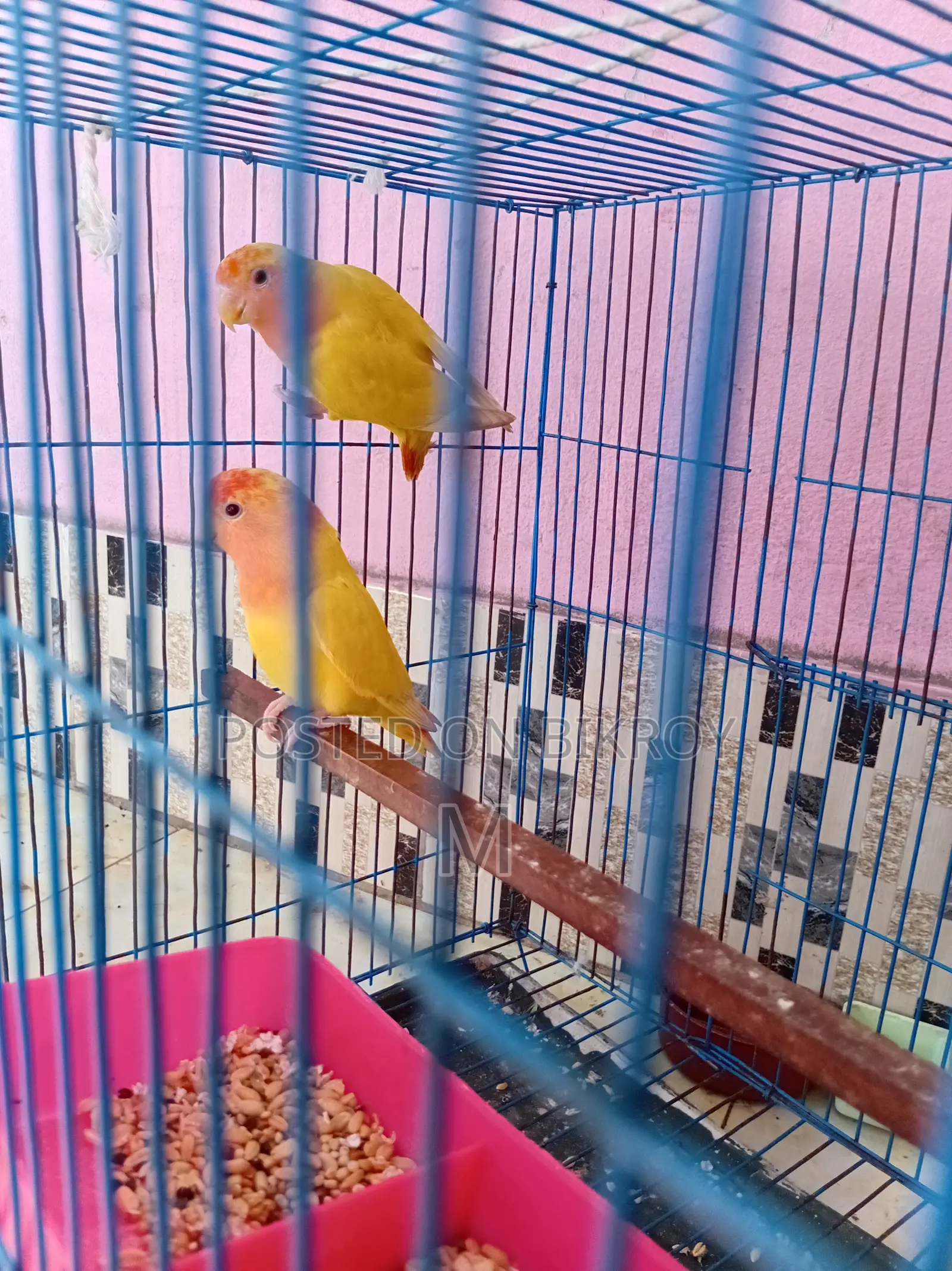 1 Pair Love Bird for Sale