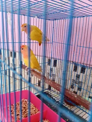 1 Pair Love Bird for Sale