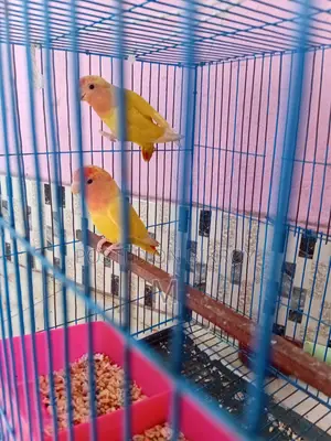 1 Pair Love Bird for Sale