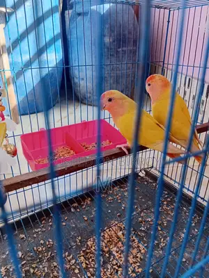 1 Pair Love Bird for Sale