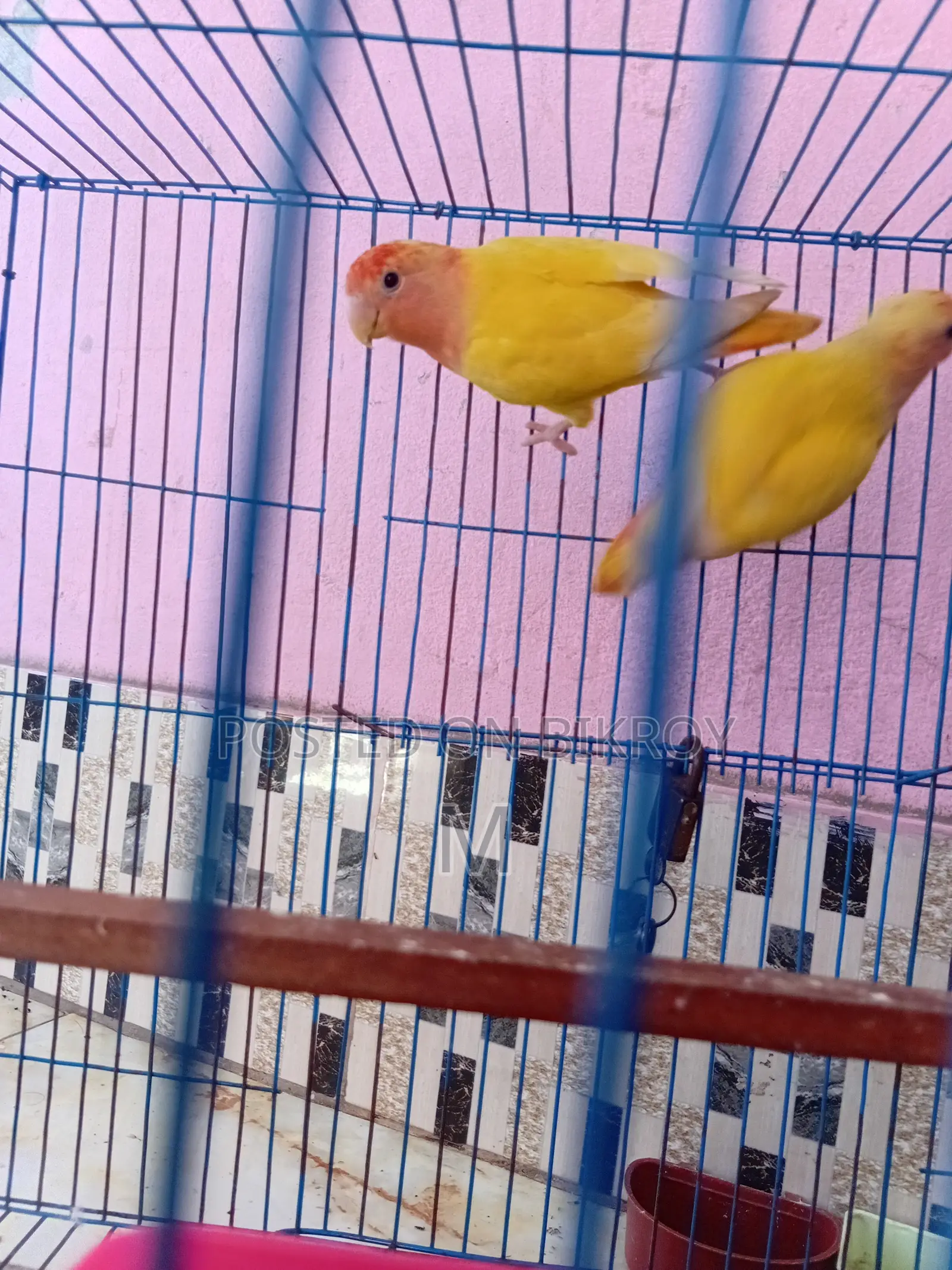 1 Pair Love Bird for Sale