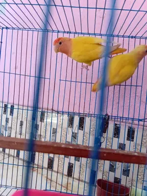 1 Pair Love Bird for Sale