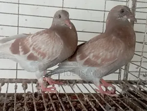 Red Checker Baby Pigeon