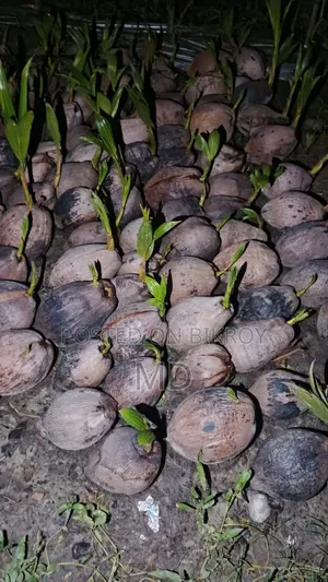 Noakhali Coconut Saplings Exported to Various Places in Bangladesh