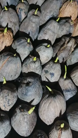 Noakhali Coconut Saplings Exported to Various Places in Bangladesh