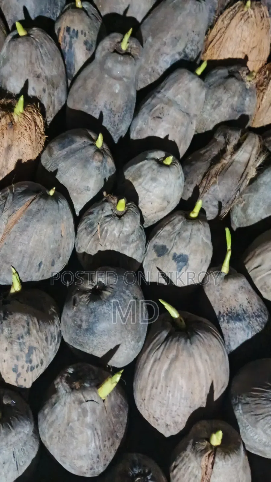 Noakhali Coconut Saplings Exported to Various Places in Bangladesh