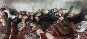 Desi Chicken