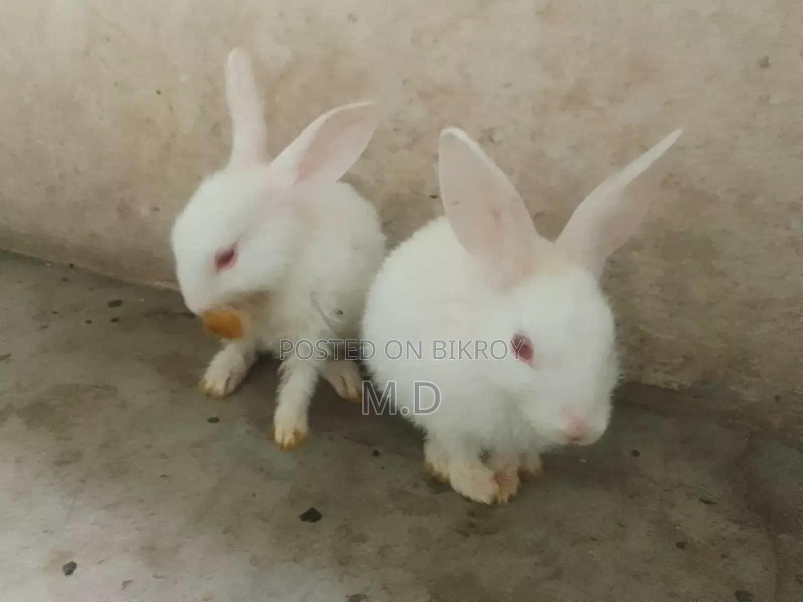 Beautiful and Cute Rabbit Babies for Sale
