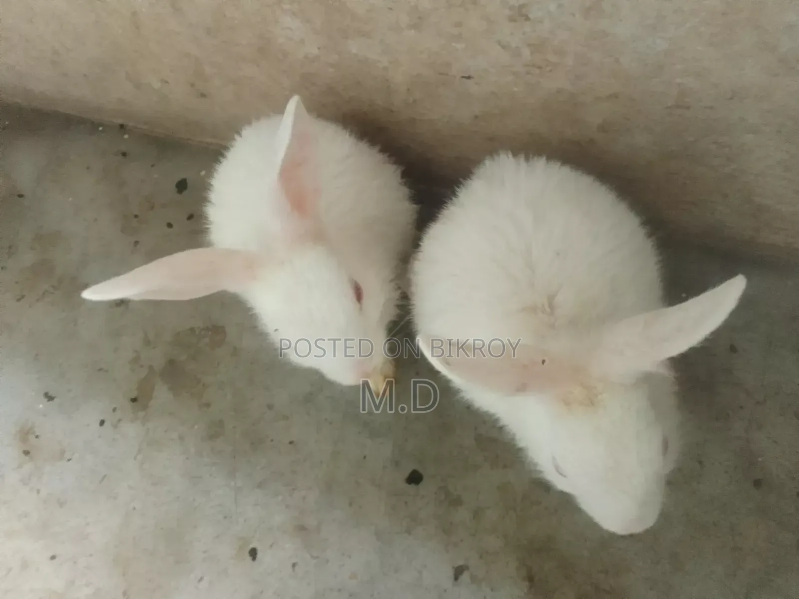 Beautiful and Cute Rabbit Babies for Sale