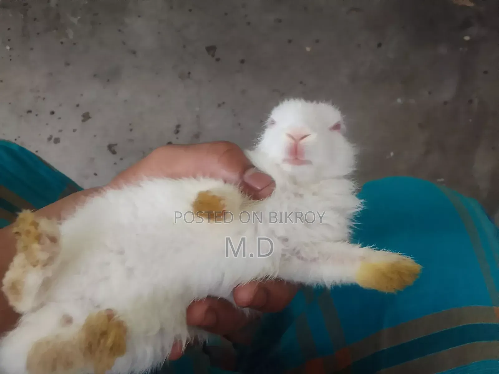 Beautiful and Cute Rabbit Babies for Sale