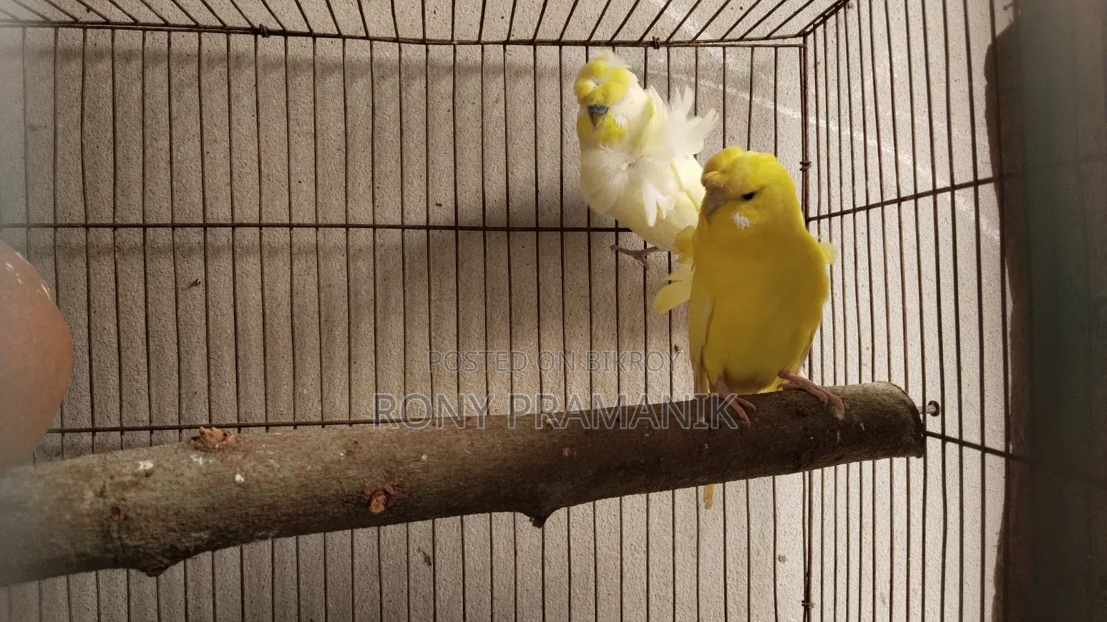 JP Budgies