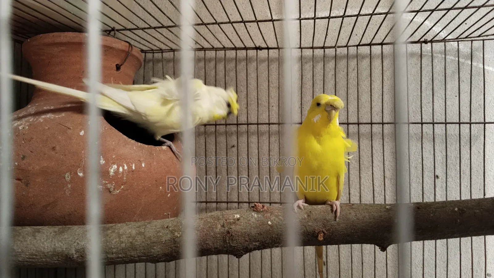 JP Budgies