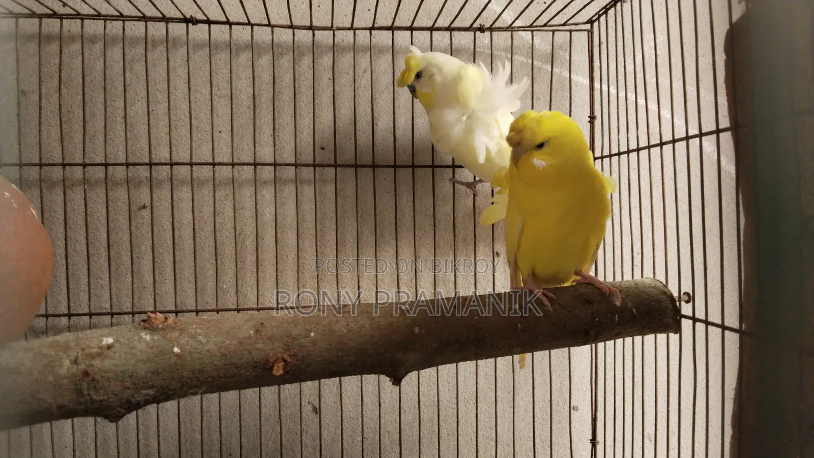 JP Budgies