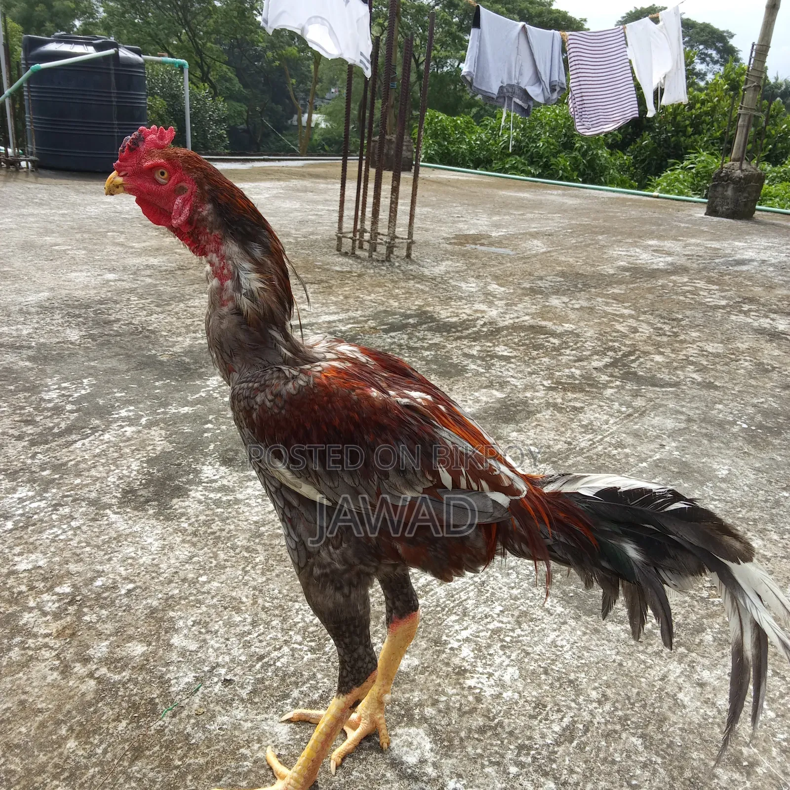 Aseel Chicken Sale