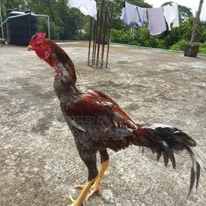 Aseel Chicken Sale