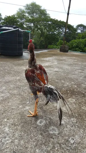 Aseel Chicken Sale