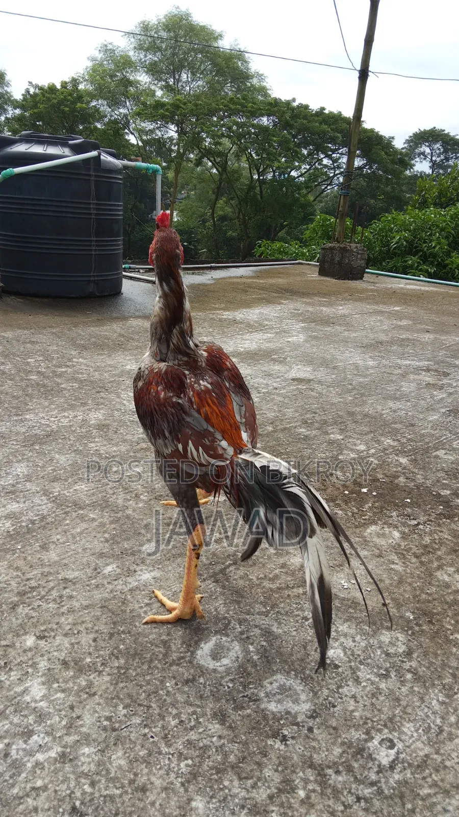 Aseel Chicken Sale