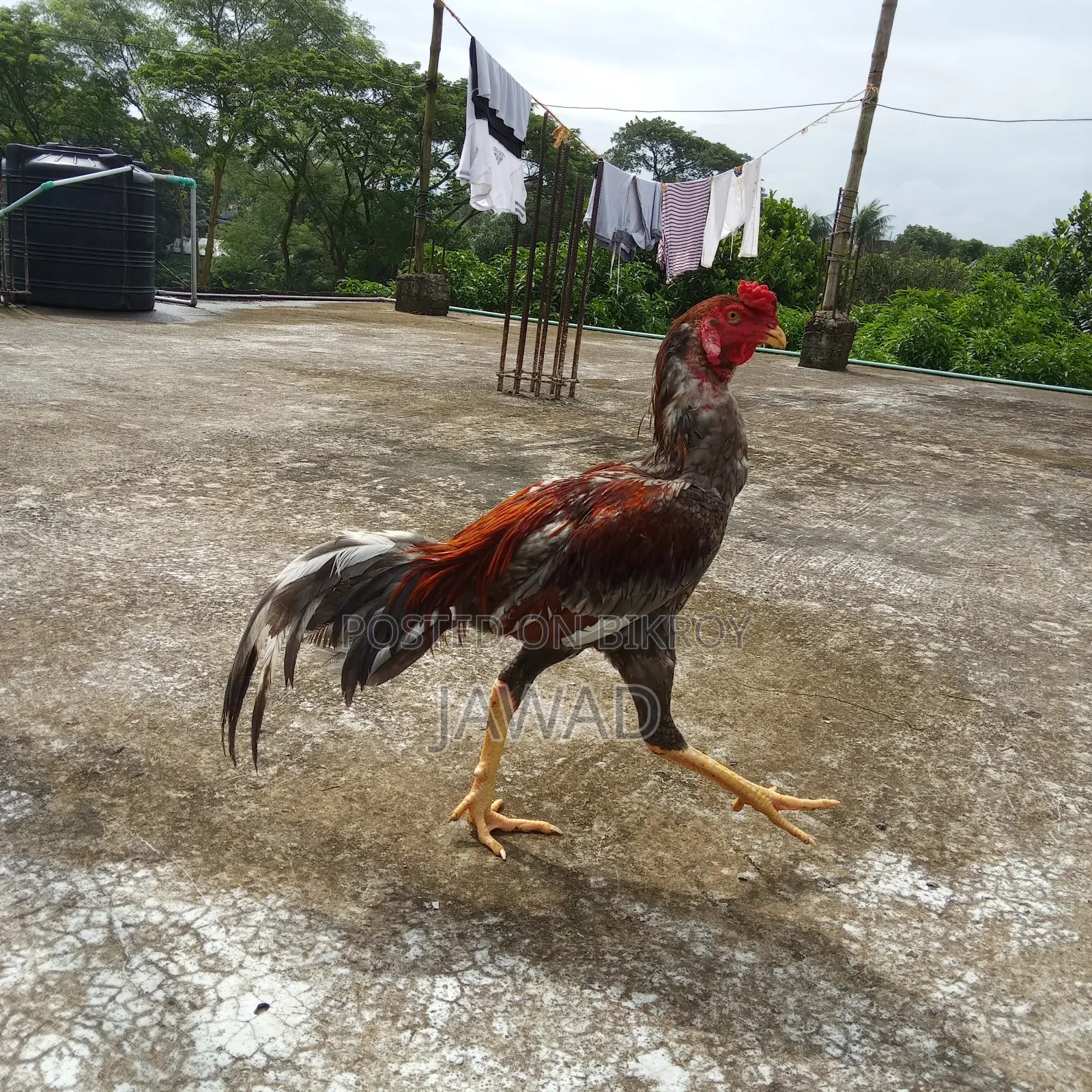 Aseel Chicken Sale