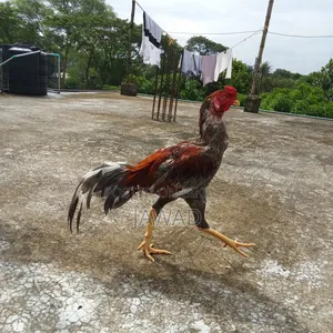 Aseel Chicken Sale