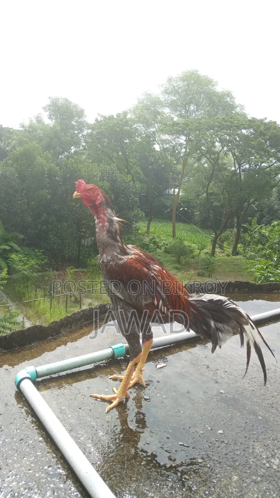 Aseel Chicken Sale
