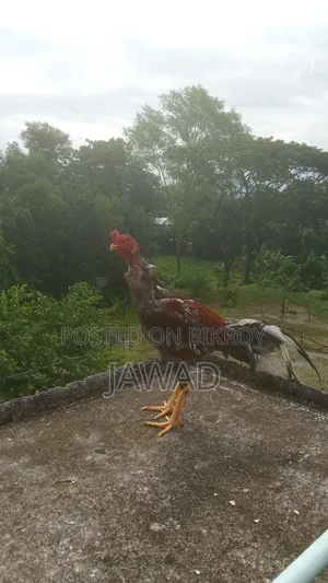Aseel Chicken Sale