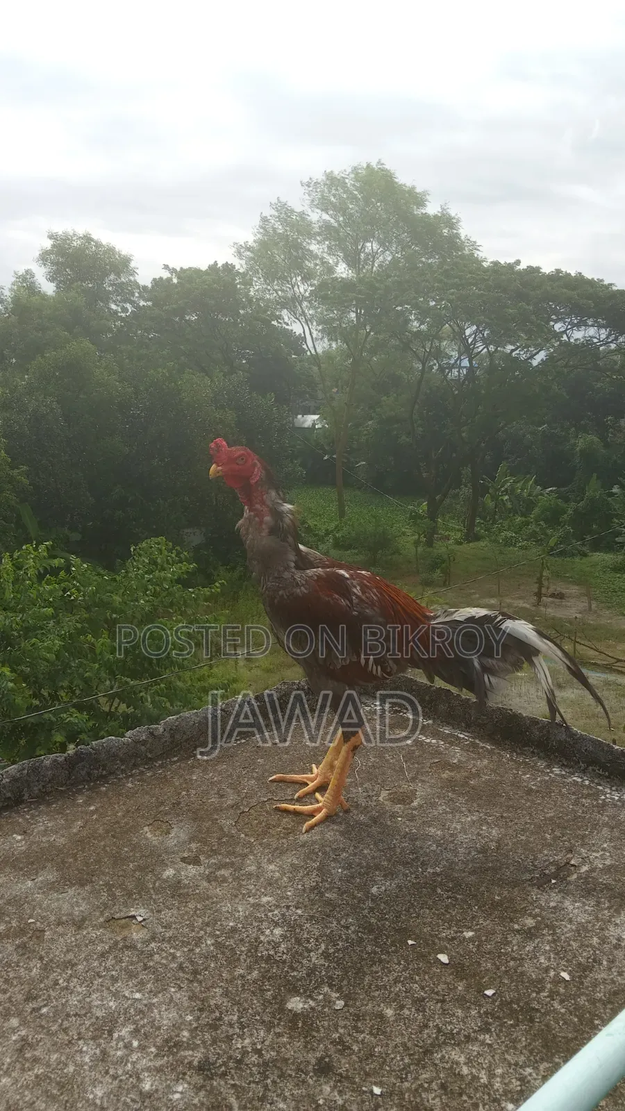 Aseel Chicken Sale