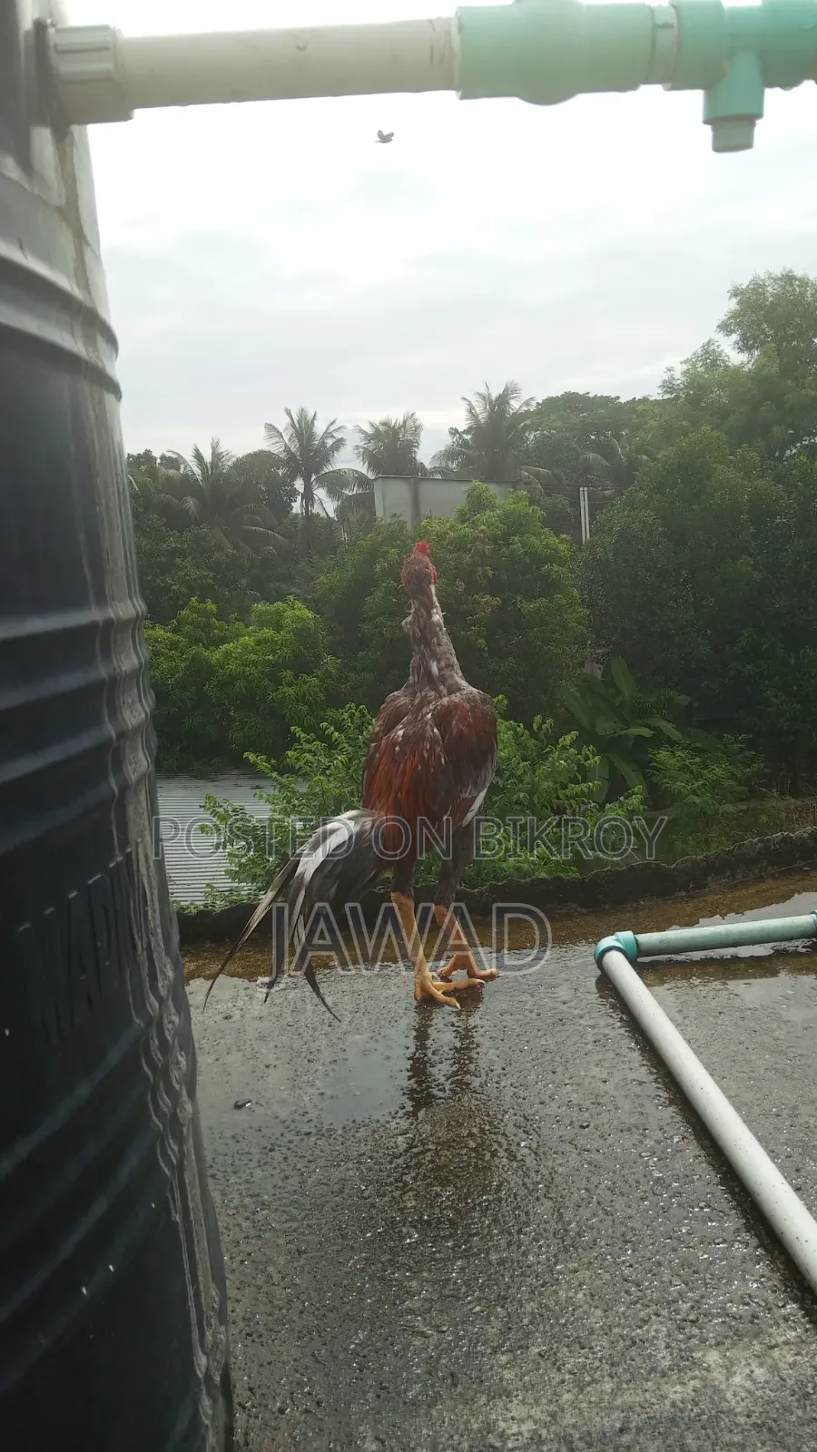 Aseel Chicken Sale